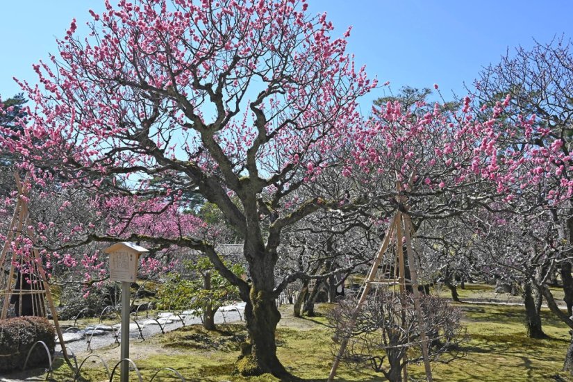 ◆梅林（ばいりん） 1969年に北野天満宮、大宰府や湯島天神、水戸偕楽園など、全国の名梅を集めて造成された梅林。約20種、200本の梅が植えられ、3月になると紅白の花が美しく咲き誇る。