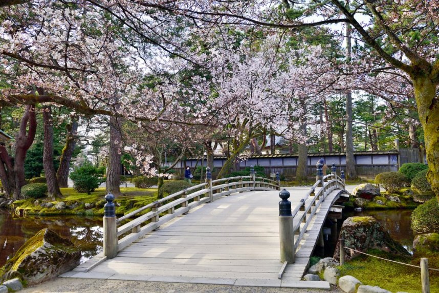 「桂坂口」付近の茶店通りも、多くの桜が眺められる絶景スポット。食事、スイーツなどを楽しみながら花見をするのもおすすめ。
