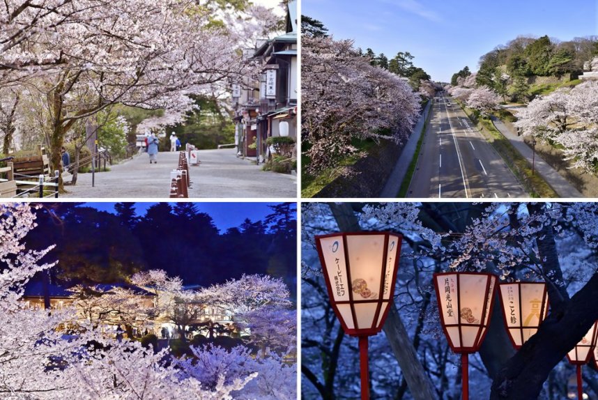 兼六園と金沢城公園では、定期的に「金沢城・兼六園四季物語」と題して四季折々に夜間ライトアップが開催され、夜間開園時間帯は無料入園することができる。
