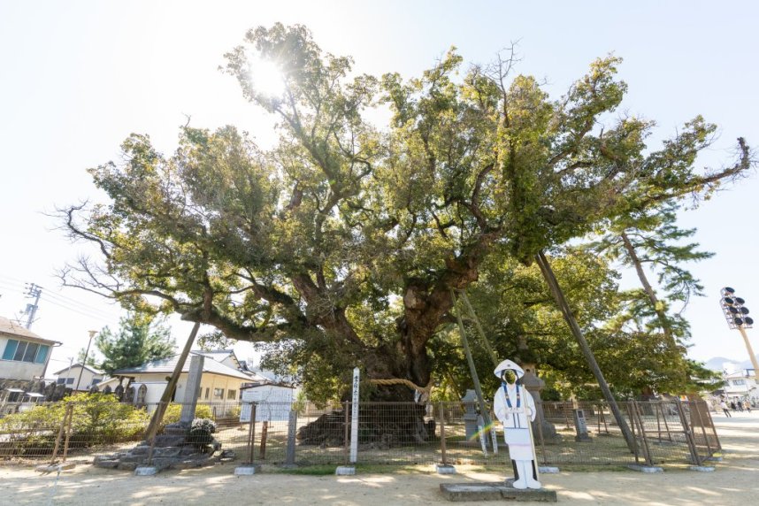 【大楠】「金堂」の南側にある大楠は樹齢千数百年と伝えられ、善通寺の創建当時を偲ばせる大木。香川県の天然記念物に指定されている。