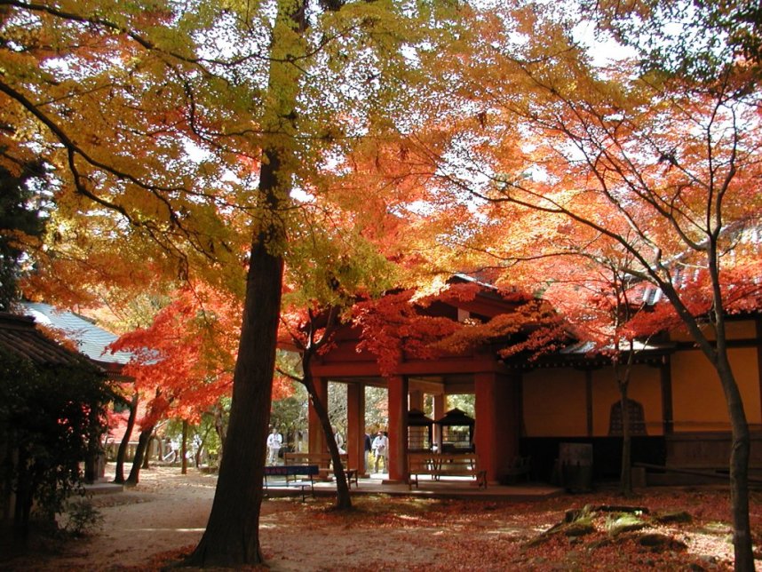 鮮やかな紅葉に彩られた四国霊場八十八ヶ所・82番札所、根香寺