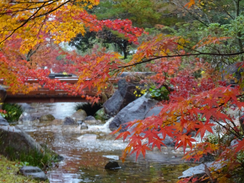 せせらぎの川に架かるもみじ橋とイロハモミジ