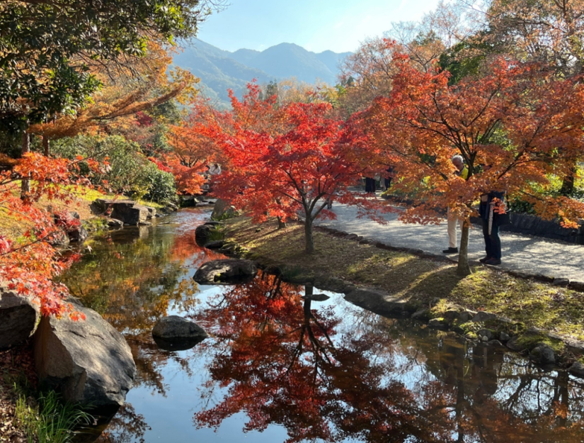 せせらぎの川沿いに紅葉が映えるイロハモミジ