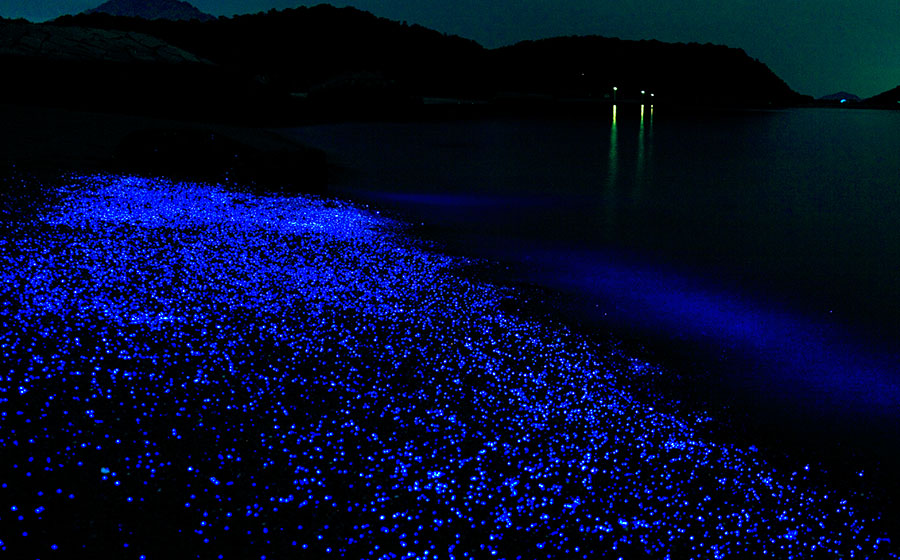 아와시마 섬 바다반딧불이