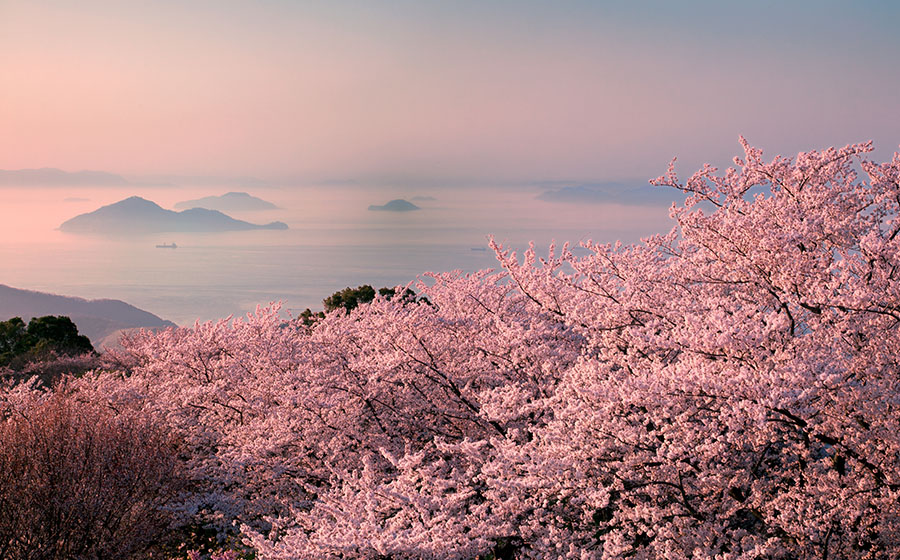 시우데야마 산 벚꽃