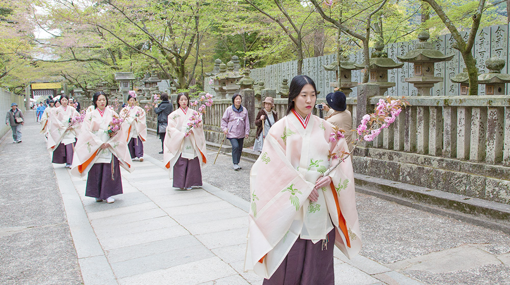 오카사이 벚꽃 축제