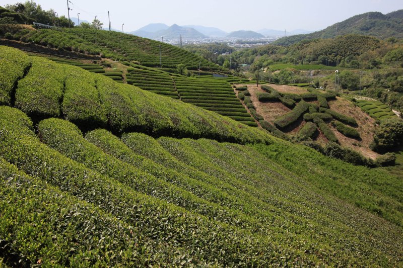 茶畑（高瀬）