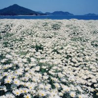 荘内半島(フラワーパーク浦島)