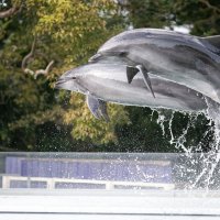 新屋島水族館