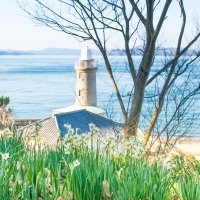 男木島（水仙）