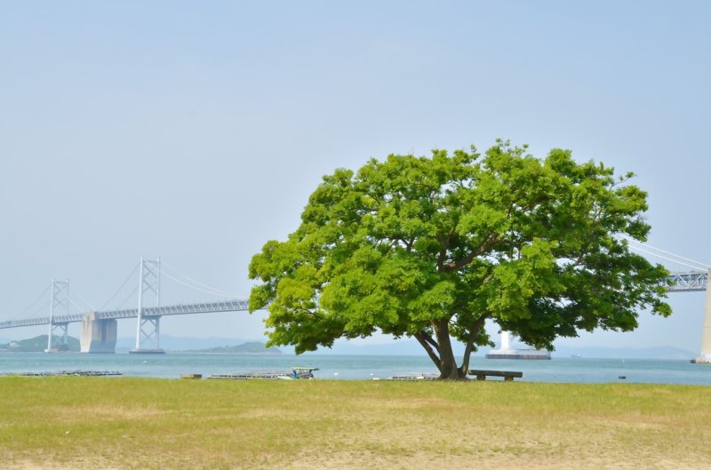 沙弥島（エノキ）