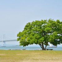 沙弥島（エノキ）