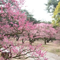 栗林公園（梅）