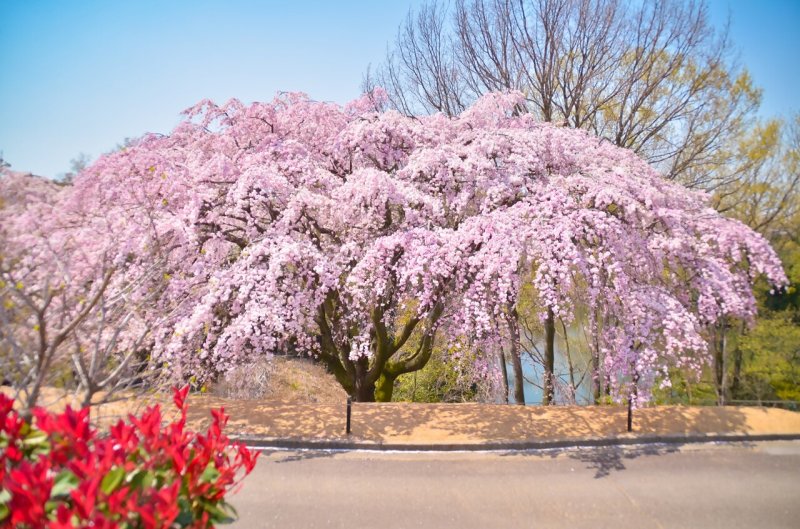 高松空港公園（桜）