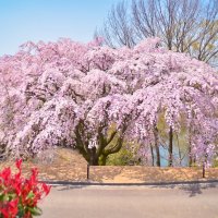 高松空港公園（桜）