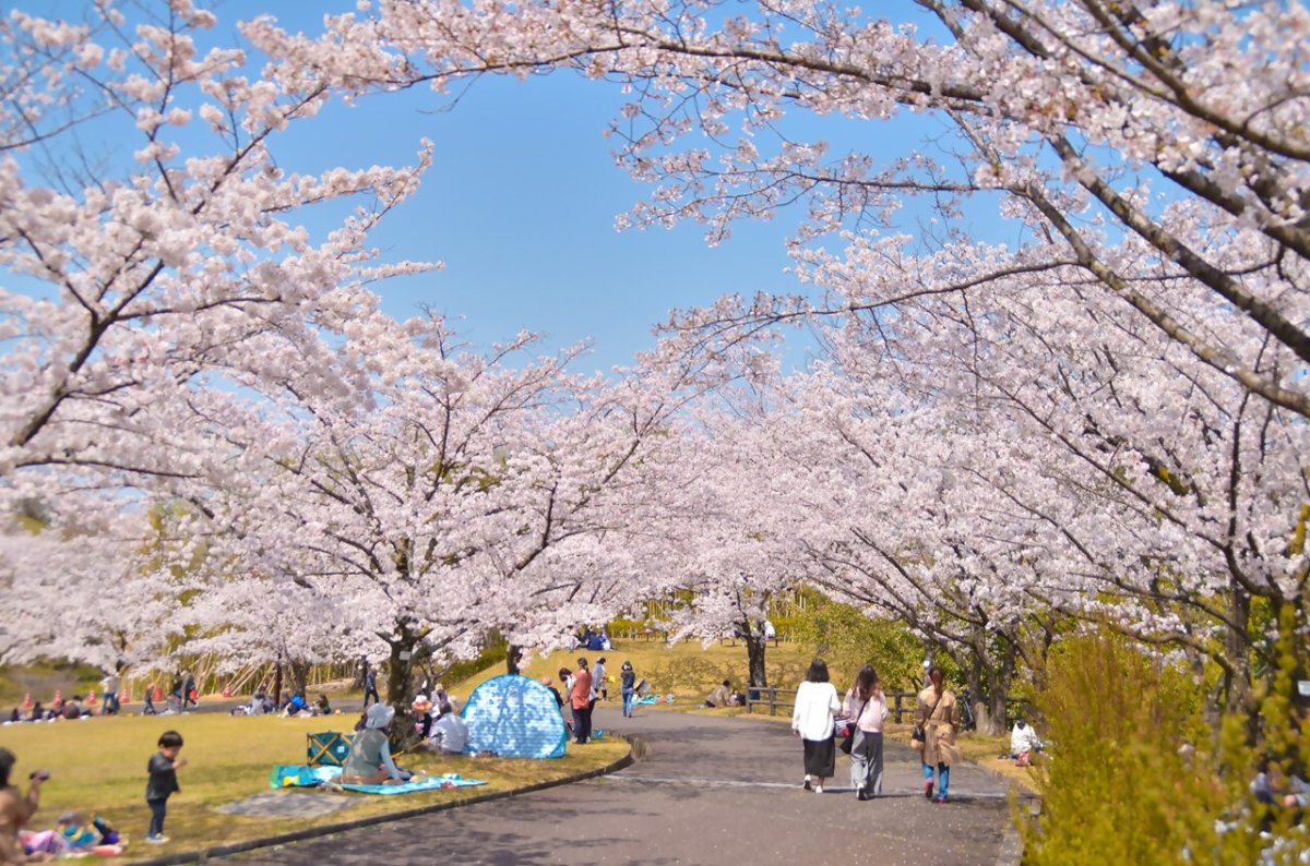 高松空港公園（桜）｜フォトダウンロード｜香川県観光協会公式サイト - うどん県旅ネット