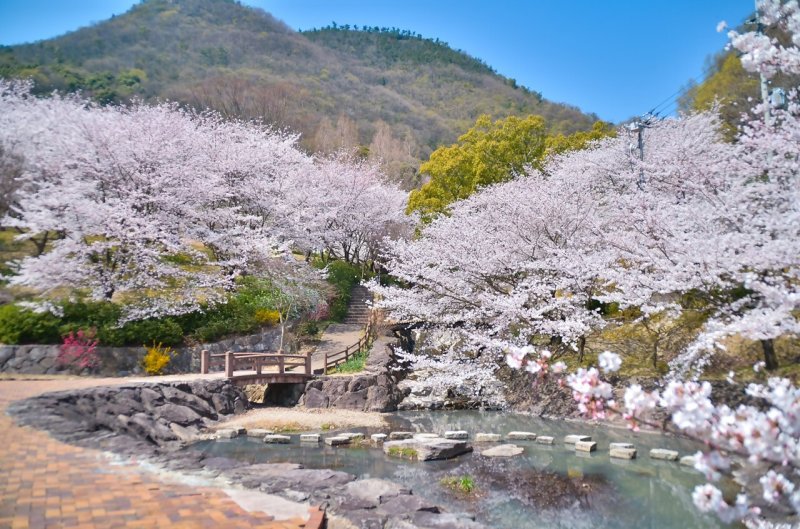 不動の滝（桜）