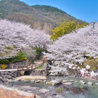 不動の滝（桜）