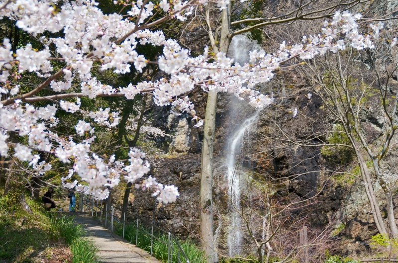 不動の滝（桜）