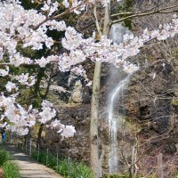 不動の滝（桜）