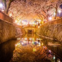 鹿の井出水（桜）