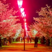 亀鶴公園（桜）