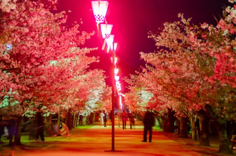 亀鶴公園（桜）