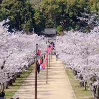 亀鶴公園（桜）