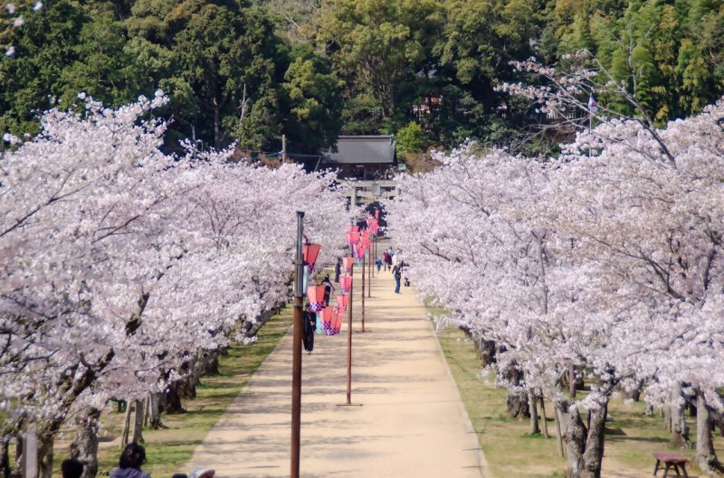 亀鶴公園（桜）