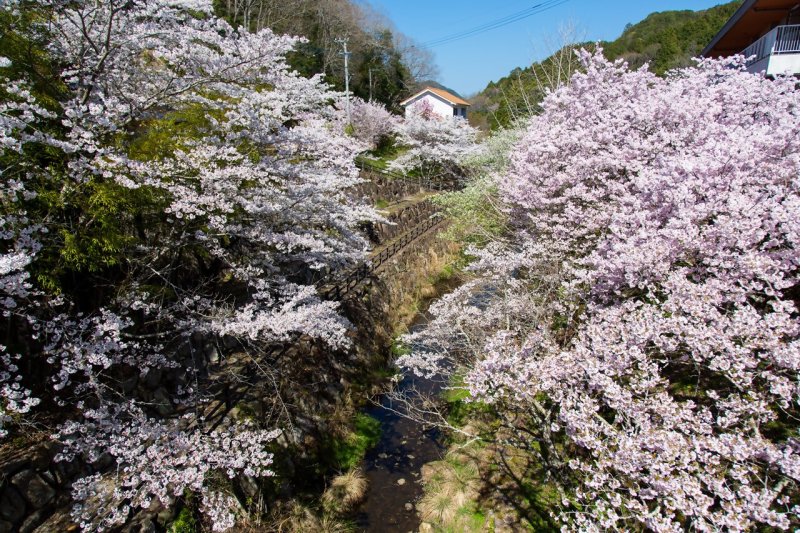 白鳥温泉（桜）