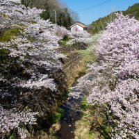 白鳥温泉（桜）