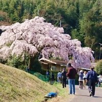 堀池の枝垂れ桜