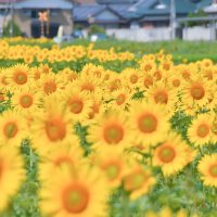 まんのう町（ひまわり）