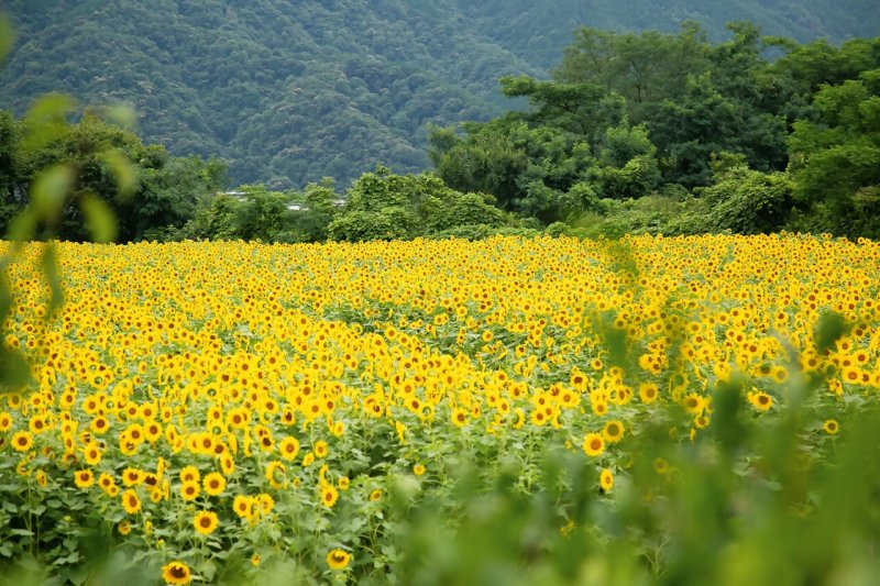 まんのう町（ひまわり）