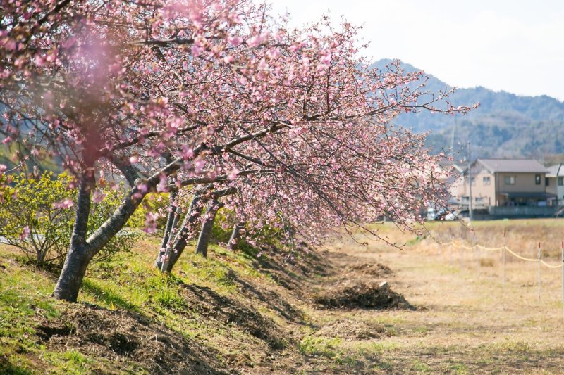 白鳥湊川河津桜ロード