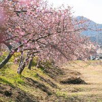 白鳥湊川河津桜ロード