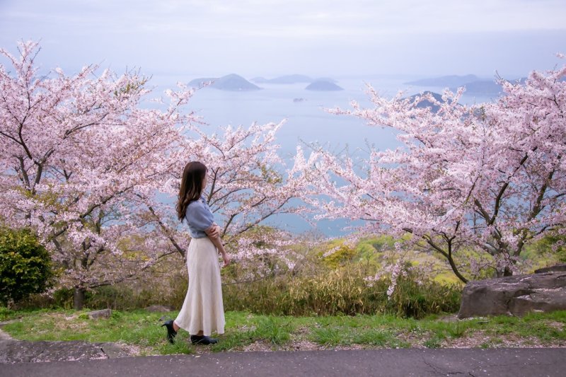 紫雲出山（桜）