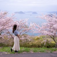 紫雲出山（桜）