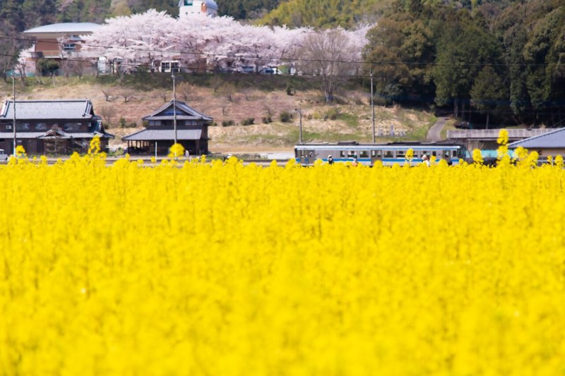 ひまわりの里まんのう町（菜の花）