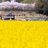 ひまわりの里まんのう町（菜の花）