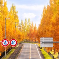 さぬき空港公園　メタセコイア