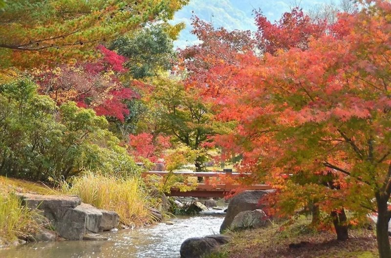 香川用水記念公園〈紅葉）