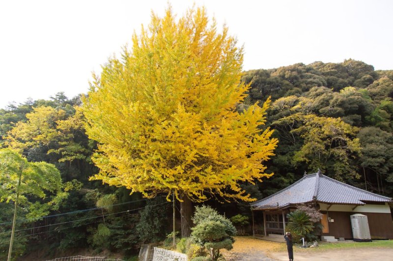 釈迦堂のイチョウ