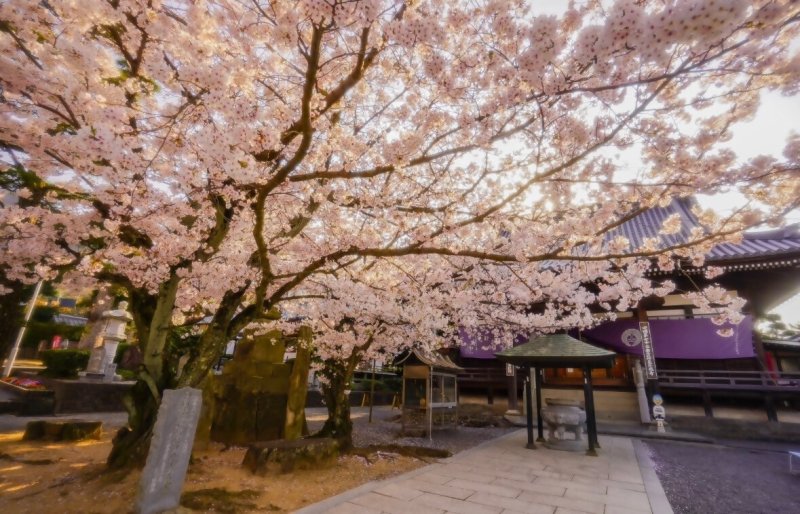 曼荼羅寺