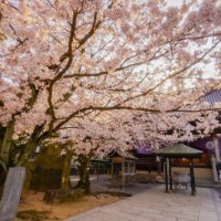 曼荼羅寺