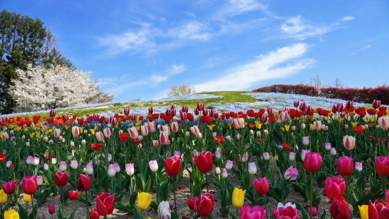 チューリップ 国営讃岐まんのう公園