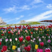 チューリップ 国営讃岐まんのう公園