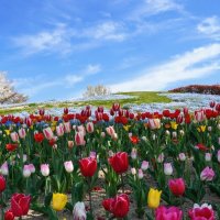 チューリップ 国営讃岐まんのう公園