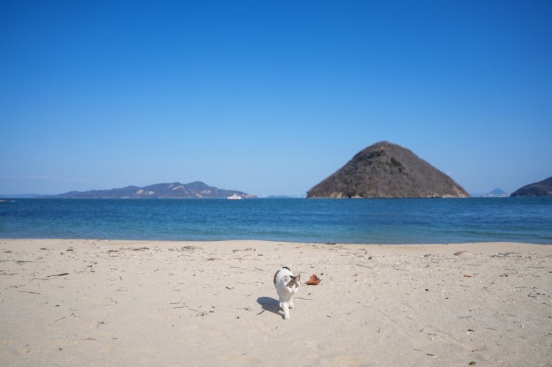 佐柳島