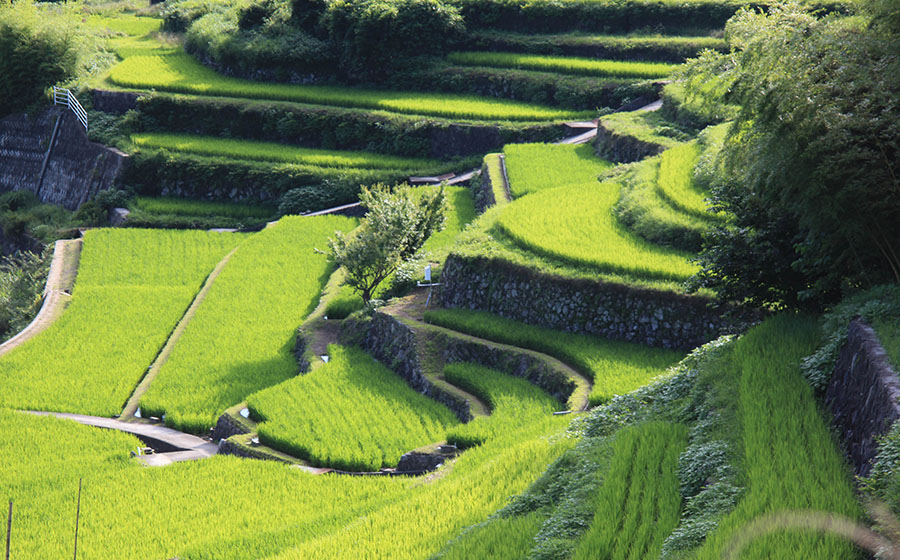 Nakayama Senmaida (Nakayama Terrace Rice Fields)